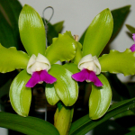 Cattleya leopoldii